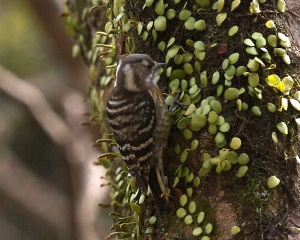 Japanese pygmy woodpecker